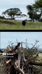 Buffalo vs Leopard Wild Safari Close-Ups #wildanimals #shorts895