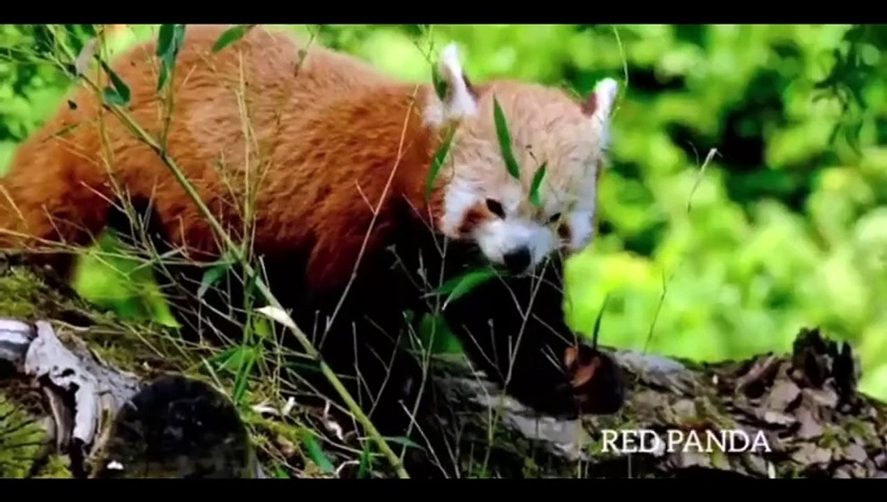 AMAZON OF RAINFOREST1