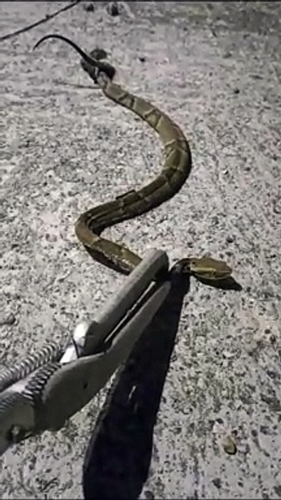 Cobra entre as mais venenosas do Brasil é encontrada dentro de casa em Florianópolis