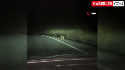 Erzincan'da Nesli Tükenme Tehlikesi Altındaki Vaşak Görüntülendi