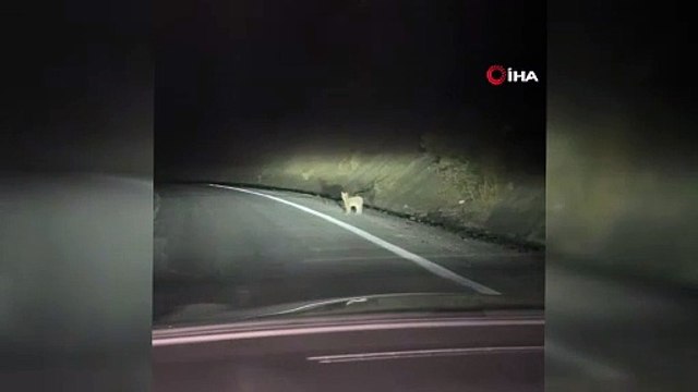 Ormanın hayaleti Erzincan'da ortaya çıktı