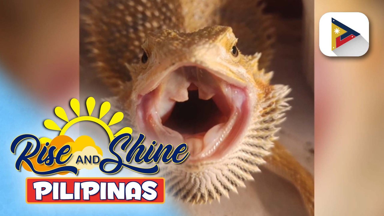 Pets Day | Tamang pag-aalaga ng bearded dragon,...