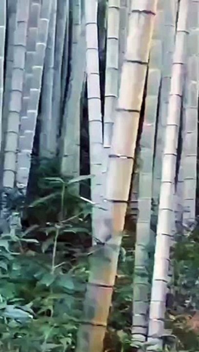 Unfortunately, no one wants such beautiful bamboo. More than ten years of old bamboo forest, The middle is so dense that if we don't chop it down, there won't be any place for bamboo shoots to come out. I estimate that in two years, I will be squeezed to