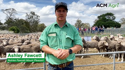 Mount Pleasant off-shears and first-cross ewe sale