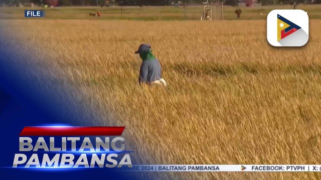Production losses sa palay na dulot ng nagdaang bagyo, bumaba na batay sa isinagawang validation ng D.A.