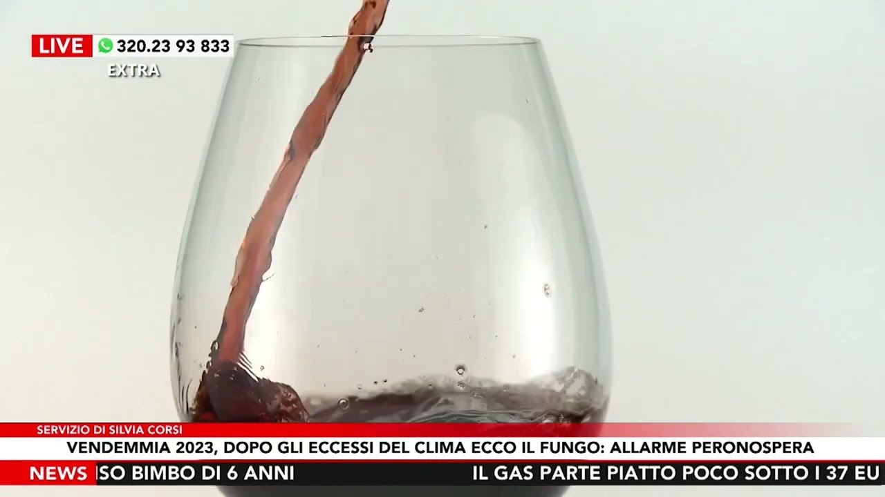 Vendemmia 2023, dopo gli eccessi del clima ecco il fungo: allarme peronospora - IL SERVIZIO