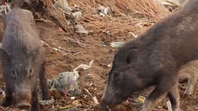 Peste suina, il virus non colpisce l'uomo ma mette a rischio l'agroalimentare - IL SERVIZIO