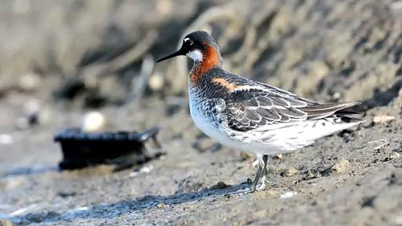 The Red Necked Phalarope: Close Up HD Footage (Phalaropus lobatus)