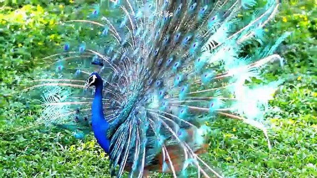 Rüyada Tavus Kuşu Görmek Dinen ve Psikolojik Olarak Ne Anlama Gelir?