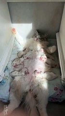 What a Chilled Out Momma Cat