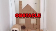 CAT OBSTACLE COURSE! #animalstories #pets #cat #funny #cuteanimals #funnyanimals