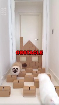 CAT OBSTACLE COURSE! #animalstories #pets #cat #funny #cuteanimals #funnyanimals