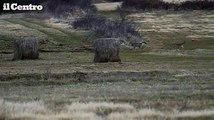 Abbateggio, incontro ravvicinato con una coppia di lupi