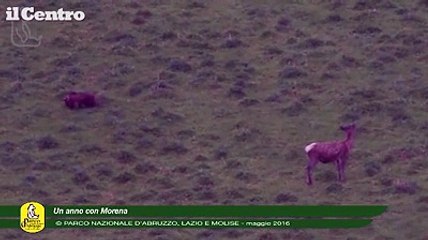 L'orsa Morena si risveglia dal letargo, ecco le immagini dal drone