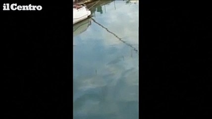 Pescara, sversamento di idrocarburi nel fiume