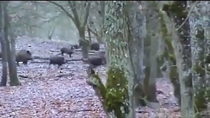 Emergenza cinghiali in Abruzzo, il video choc ? una bufala