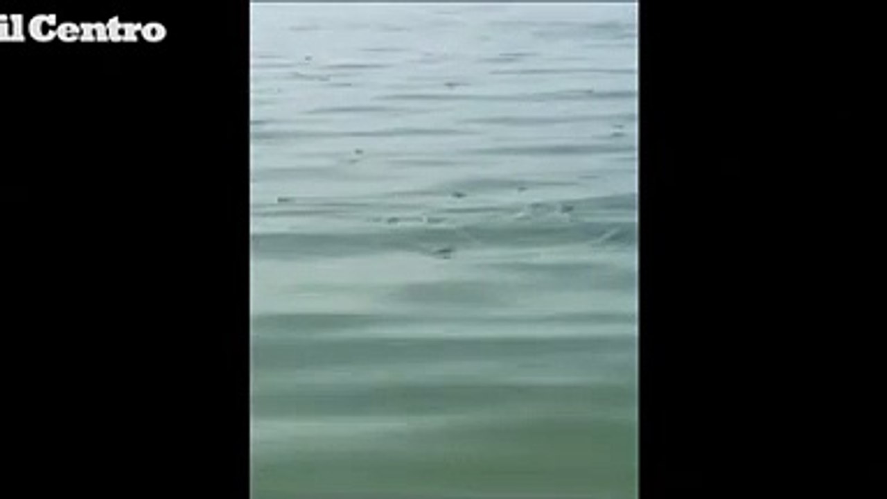 Pescara, pesci nuotano in superficie tra i bagnanti