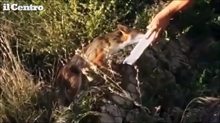 Sfama una volpe sul ciglio di una strada abruzzese