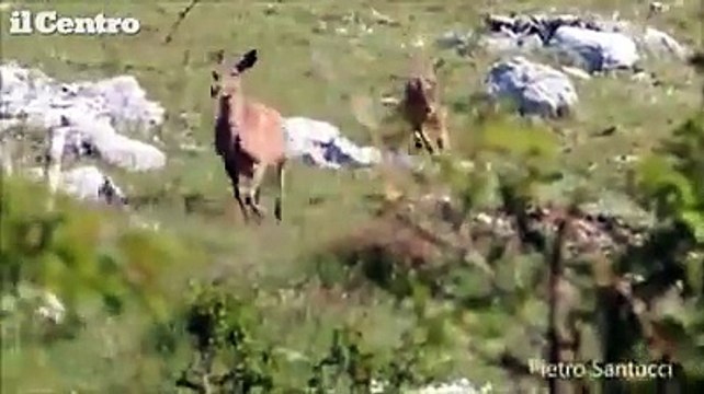 Civitella Alfedena, cerva sfida un lupo pur di salvare il suo cucciolo