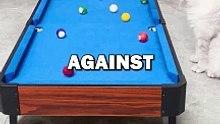 CAT PLAYS POOL AGAINST OWNER! #pets #animalstories #cat #funny #cuteanimals