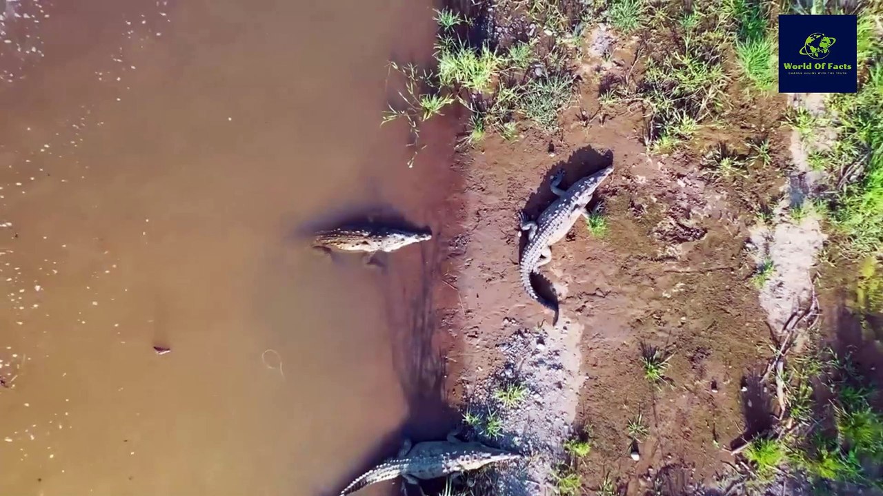 दुनिया के सबसे खतरनाक जानवर | The Most Dangerous Animals in the World | World Of Facts