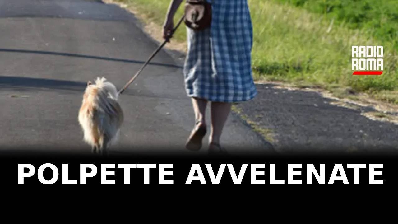 Ostia, polpette avvelenate ai cani