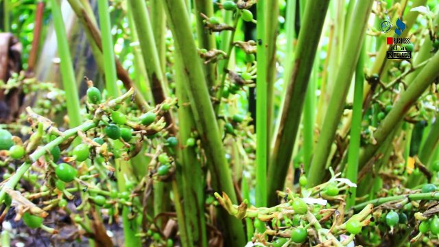 బిజినెస్ ! Small business ideas! New business idea's! business ideas ! Low Investment Business Idea