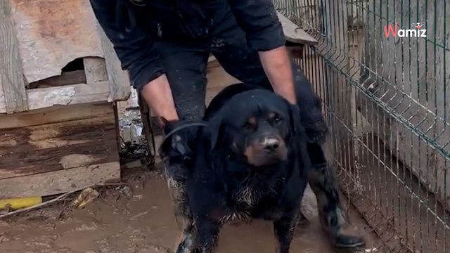 Saisie de chiens dans un élevage illégal : le comportement d'un policier subjugue plus de 2M de personnes (vidéo)