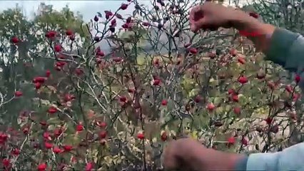 Fazla tüketilirse zehirliyor: ''Doğal vitamin deposu'' için hasat dönemi başladı