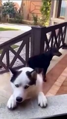 Meet my gangster family members