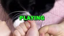 CAT PLAYS A GAME! #pets #animalstories #cat #funny #cuteanimals #animals