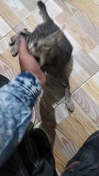 kucing lucu