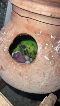 #trending #viral #usa #shortvideo #baby #parrot #parrotlover #parrottalking #budgies #pet #birds