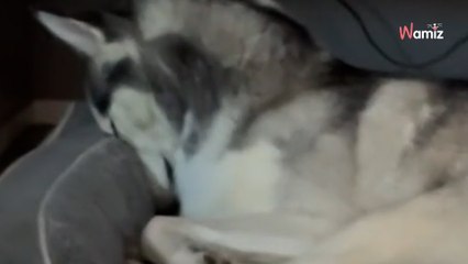 Mum goes to comfort her crying baby and is stunned to see her Husky’s reaction