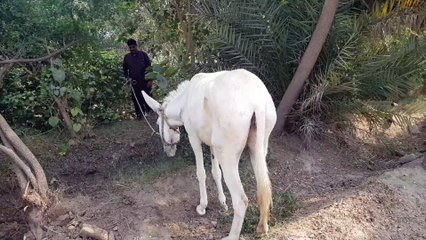 exelint amazing man with is donkey trick zone