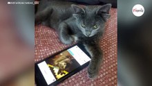 Katze mit seltener Gen-Mutation in der Türkei geboren (Video)