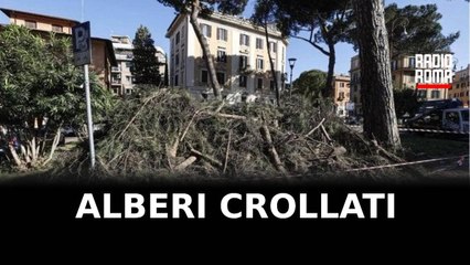 Procura di Roma dissequestra alberi crollati