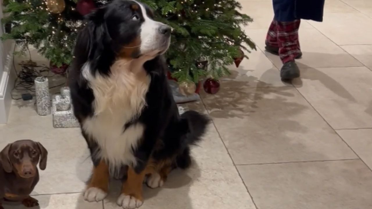 Paw-ssible Perpetrator: Bruno and Bob's Christmas Caper