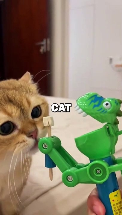 CAT TRICKED BY TOY! #animalstories #pets #cuteanimals #funny #animals #cat #funnyanimals