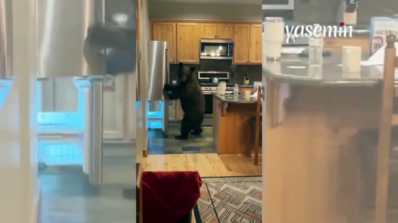 Evin kapısını açık bıraktılar! İçeri giren ayıyı gören gençler büyük korkuya kapıldı