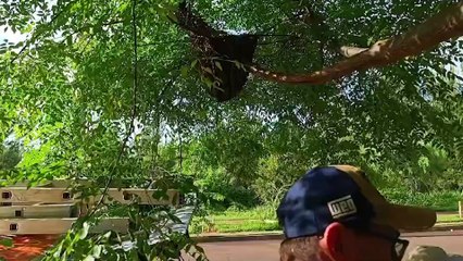 Defesa Civil é acionada para remover enxame de abelhas em árvore no Riviera
