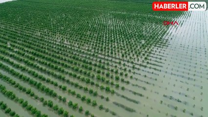 Küresel tarım sektörü büyük riskle karşı karşıya