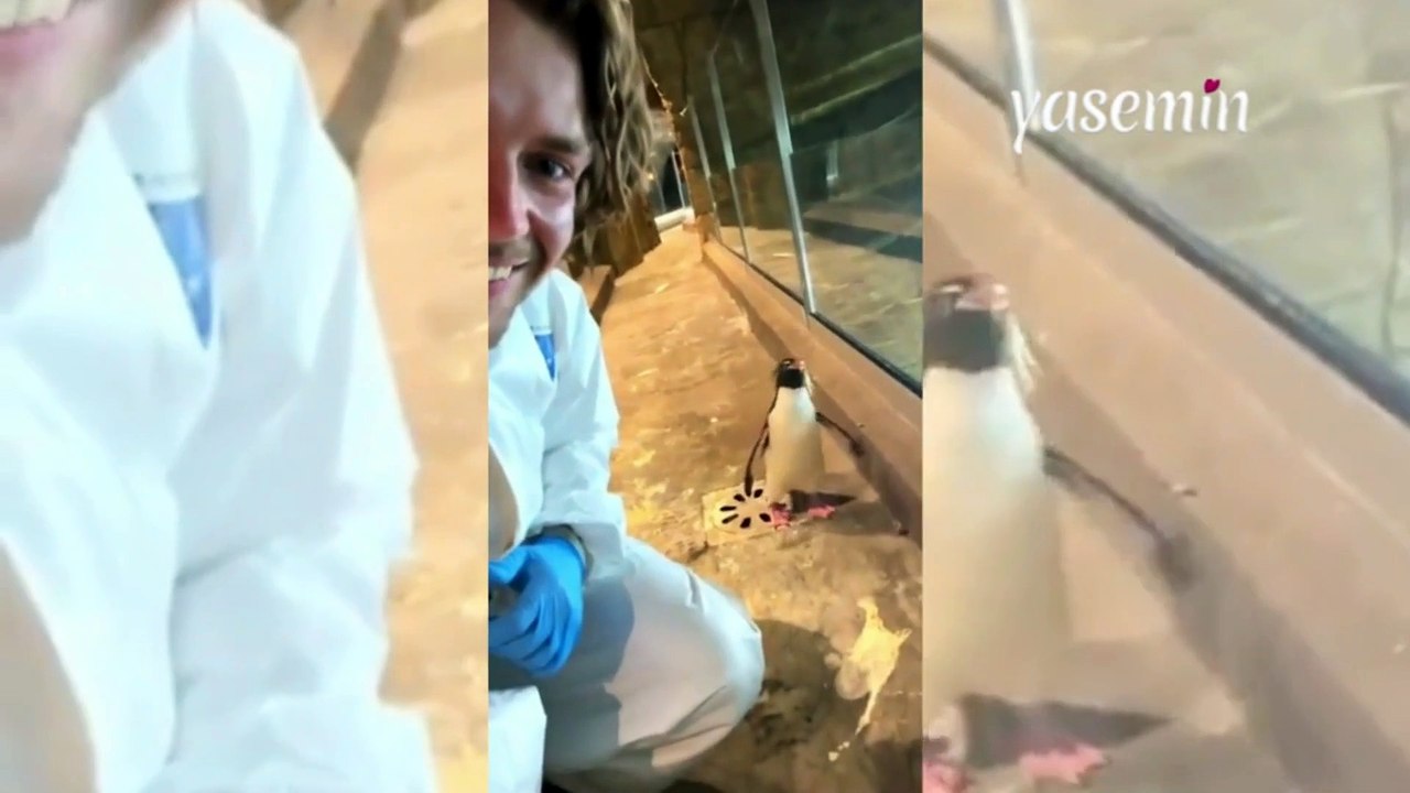 Minik penguen yeni arkadaş buldu! Hayvanat bahçesinde tanıştığı adamın peşini bırakmadı
