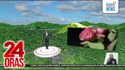 Bagong species ng blueberry, nadiskubre sa Mt. Apo | 24 Oras
