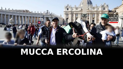 Mucca Ercolina in Piazza San Pietro
