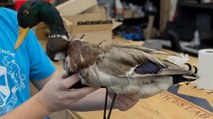 Researchers Create 'Zombie Duck' Drones from Taxidermy to Aid Wildlife Monitoring