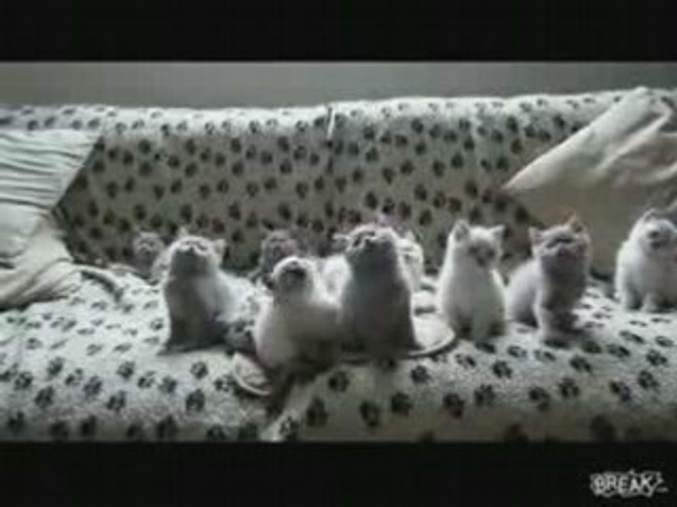 10 chatons bougent au rythme de la musique