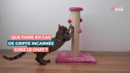 Que faire en cas de griffe incarnée chez le chat ?