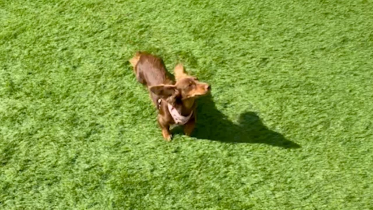 Apartment Dog Can't Contain Excitement Over First-Ever Backyard | Wild-ish TV