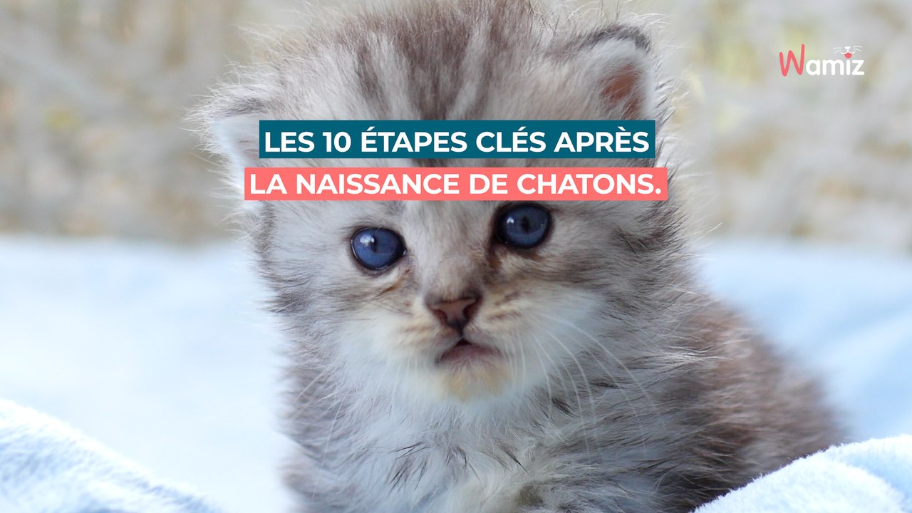À partir de quel âge peut-on toucher les chatons : les 10 étapes clés après leur naissance